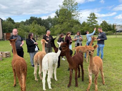 Alpaca-ervaring