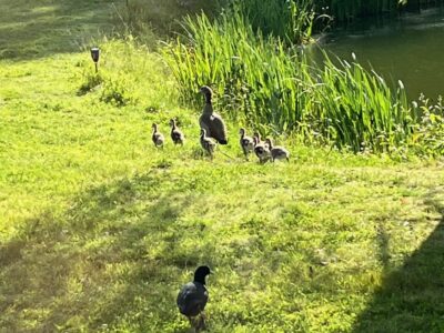 Gratis Boerderijbezoek bij elk arrangement